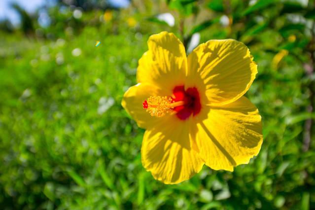 Kirpal Meditation And Ecological Center Pahoa Экстерьер фото