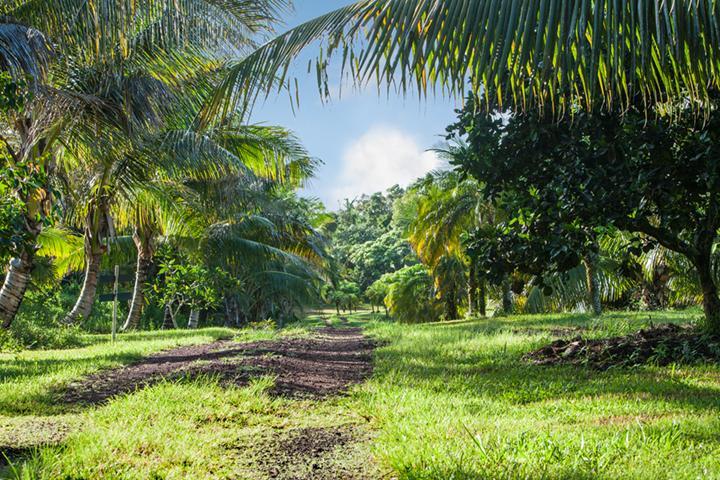 Kirpal Meditation And Ecological Center Pahoa Экстерьер фото